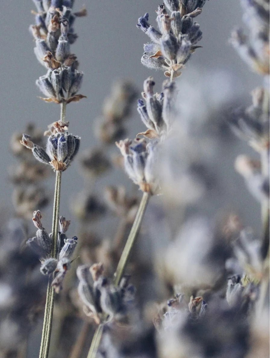 Hand-Poured Lavender Soy Wax Candle - Aurielle